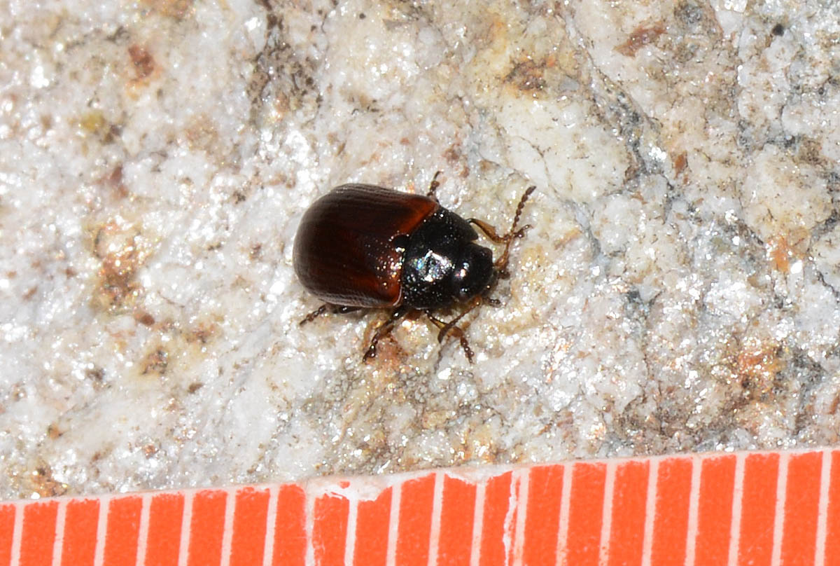 chrysomelidae ? Gonioctena nivosa