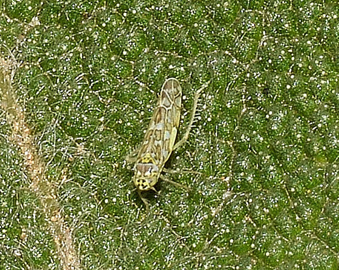 Eupteryx cfr. atropunctata e Eupteryx decemnotata su Salvia