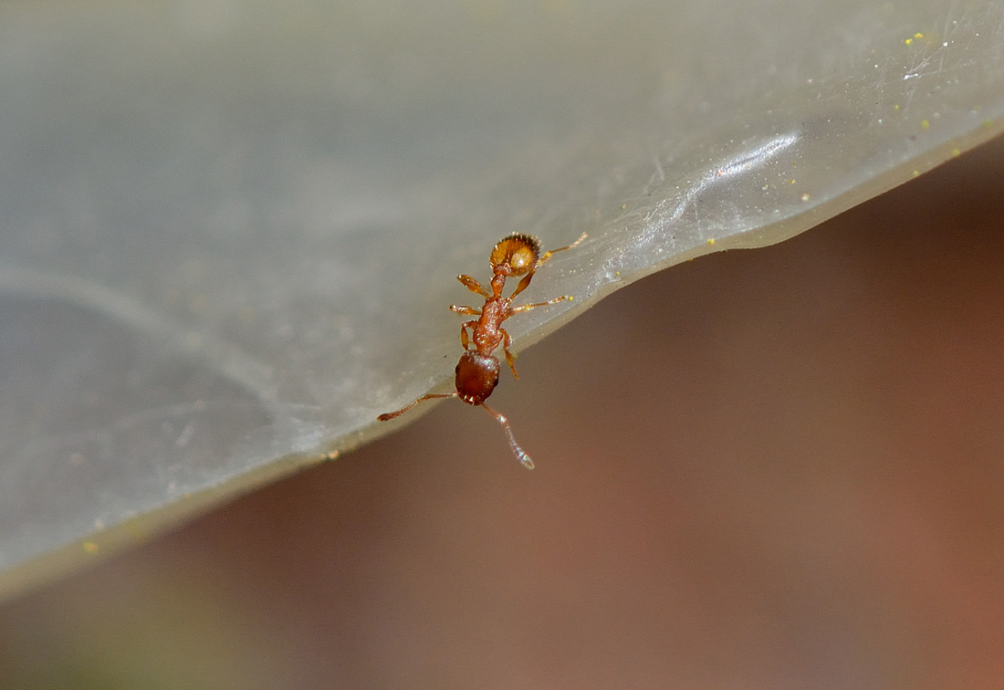 formica rossa: Themnothorax sp.