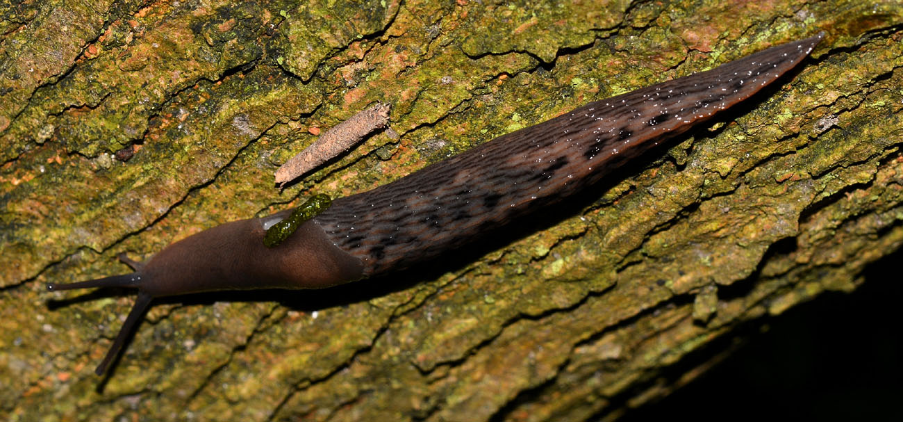 Limax dacampi del Oasi Monticchie Somaglia (Lodi)