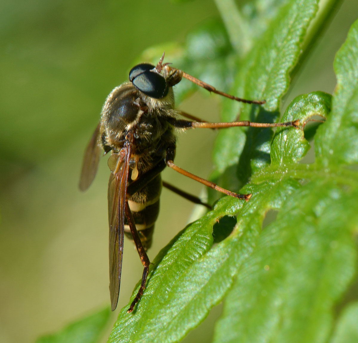 Maschio di Coenomyia ferruginea (Coenomyiidae)