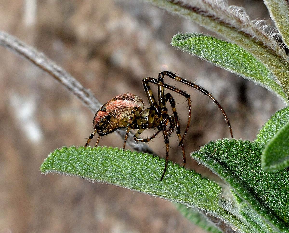 Metellina sp. - Bannio Anzino (VB)