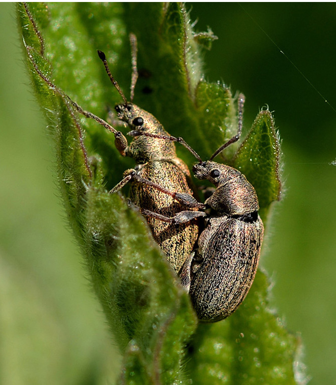 Coppia di curculionidae - Phyllobius pyri