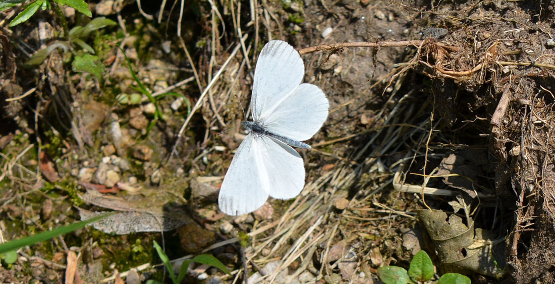 Pieridae sp.?