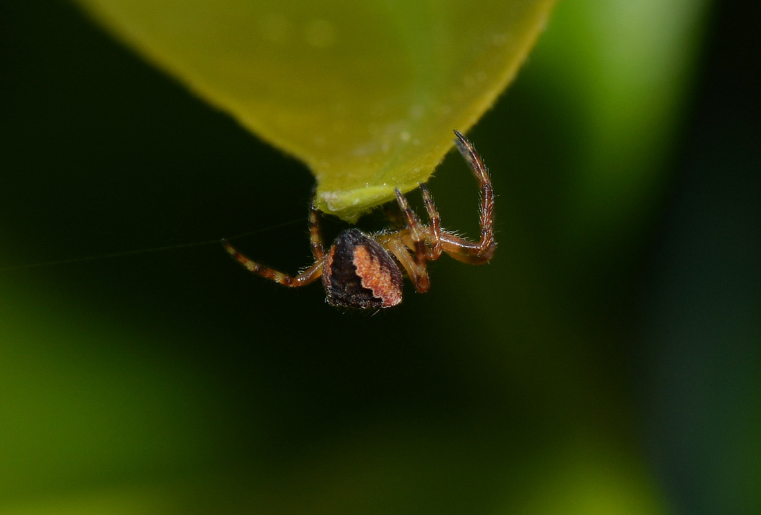 Araneus angulatus - Medaglia (MI)