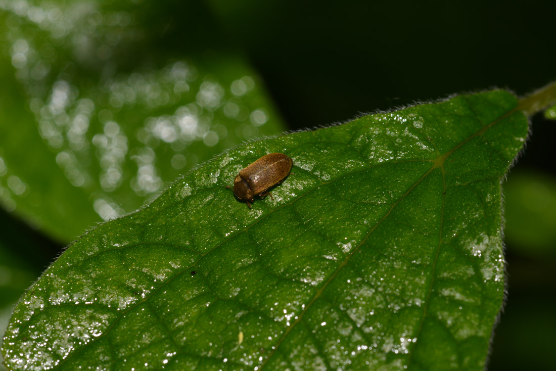 Byturus ochraceus (Byturidae)