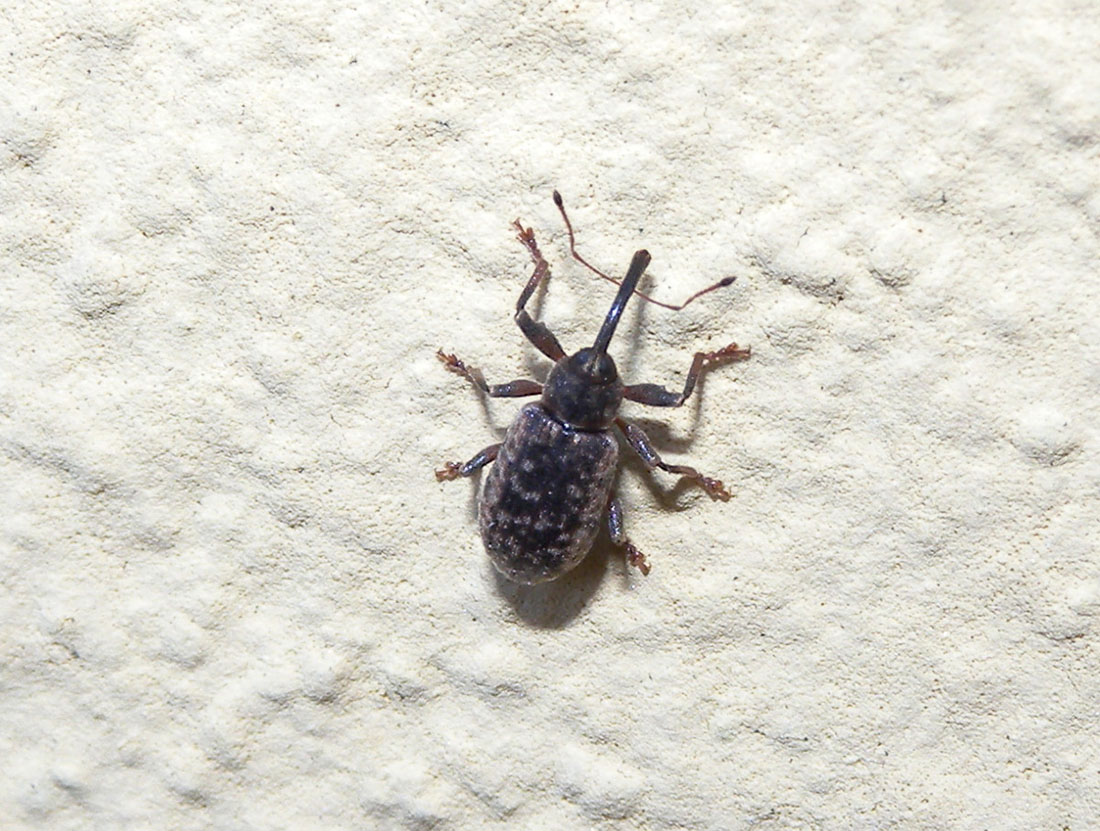piccolo Curculionidae - Dorytomus sp.