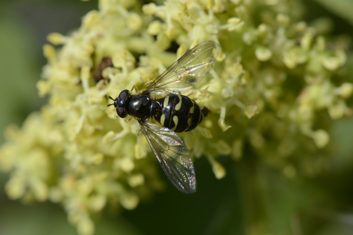 Syrphidae M e F ?