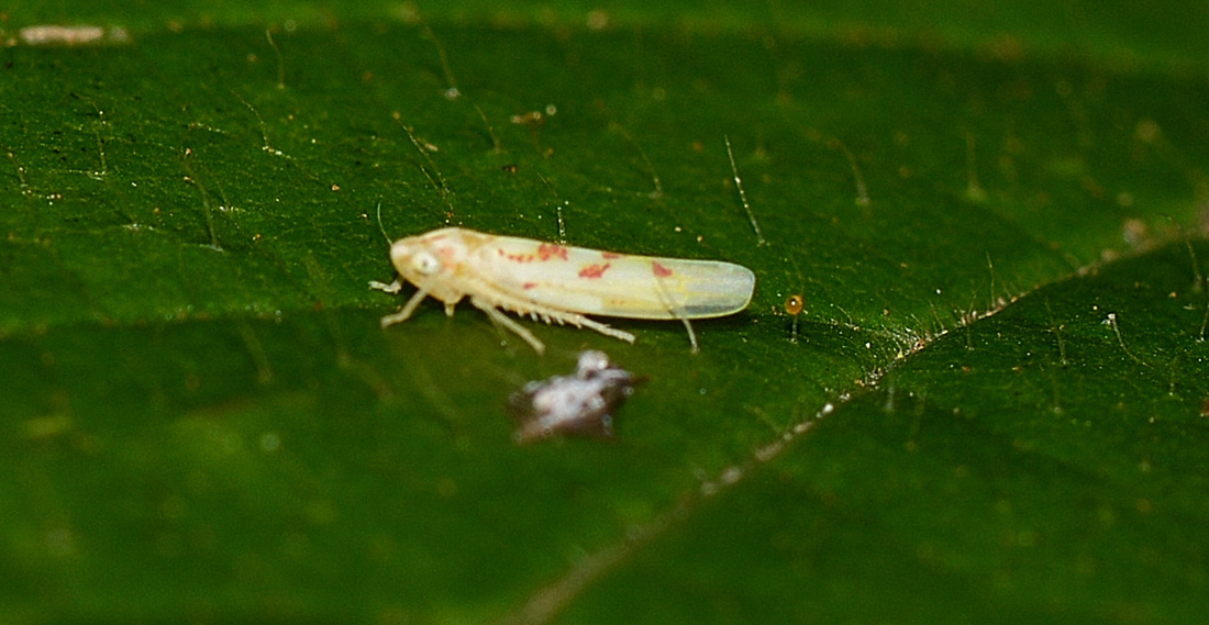Zygina ... diversa