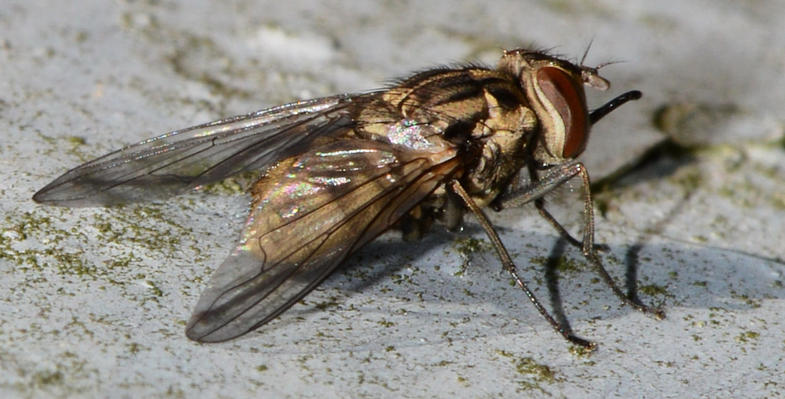 Muscidae