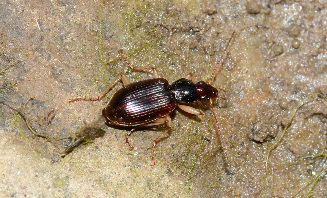 Paranchus albipes