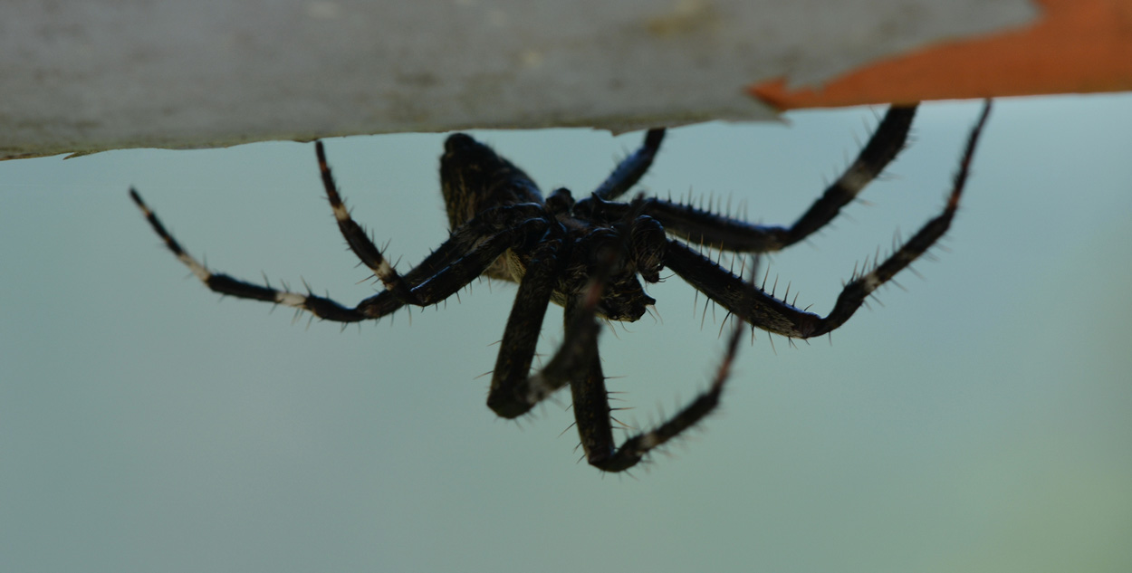 Maschio di Araneus cfr angulatus - Bannio Anzino (MI)