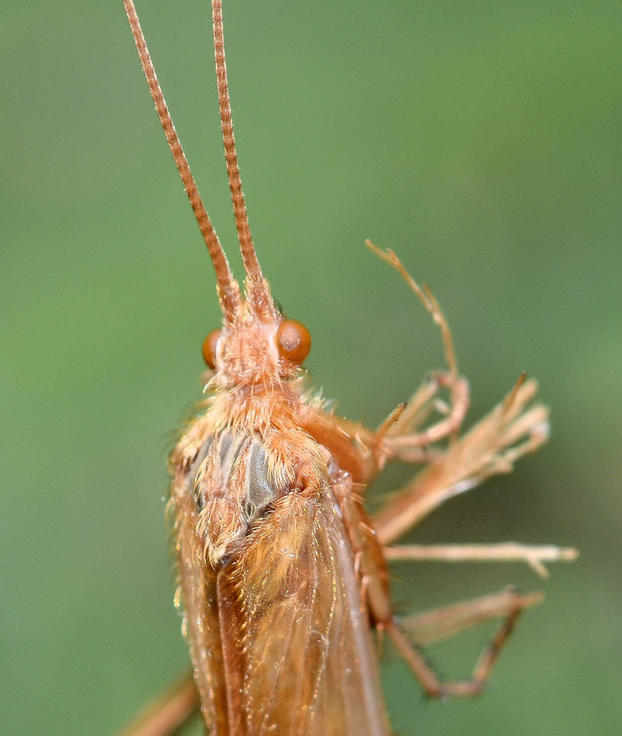 Limnephilus rhombicus della Torbiera del Sebino (BS)
