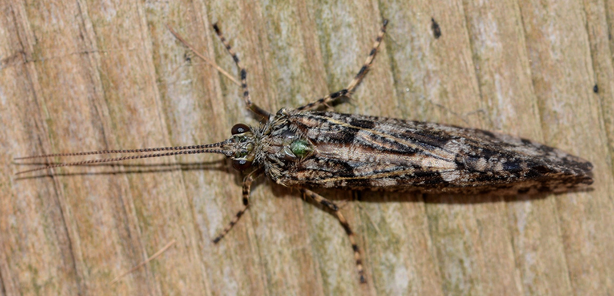 Tricottero Phryganeidae della Torbiera del Sebino (BS)