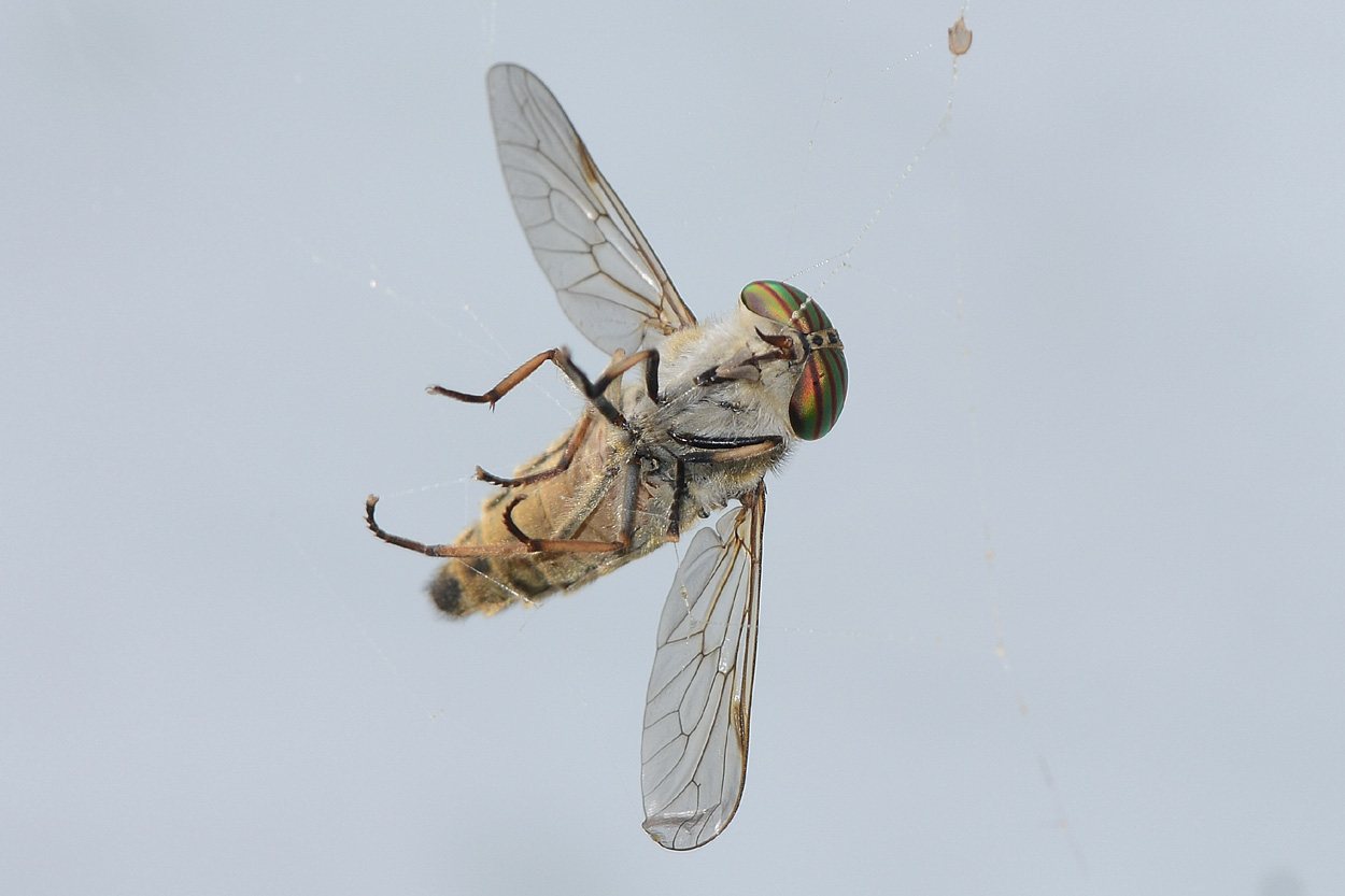 Tabanidae ?