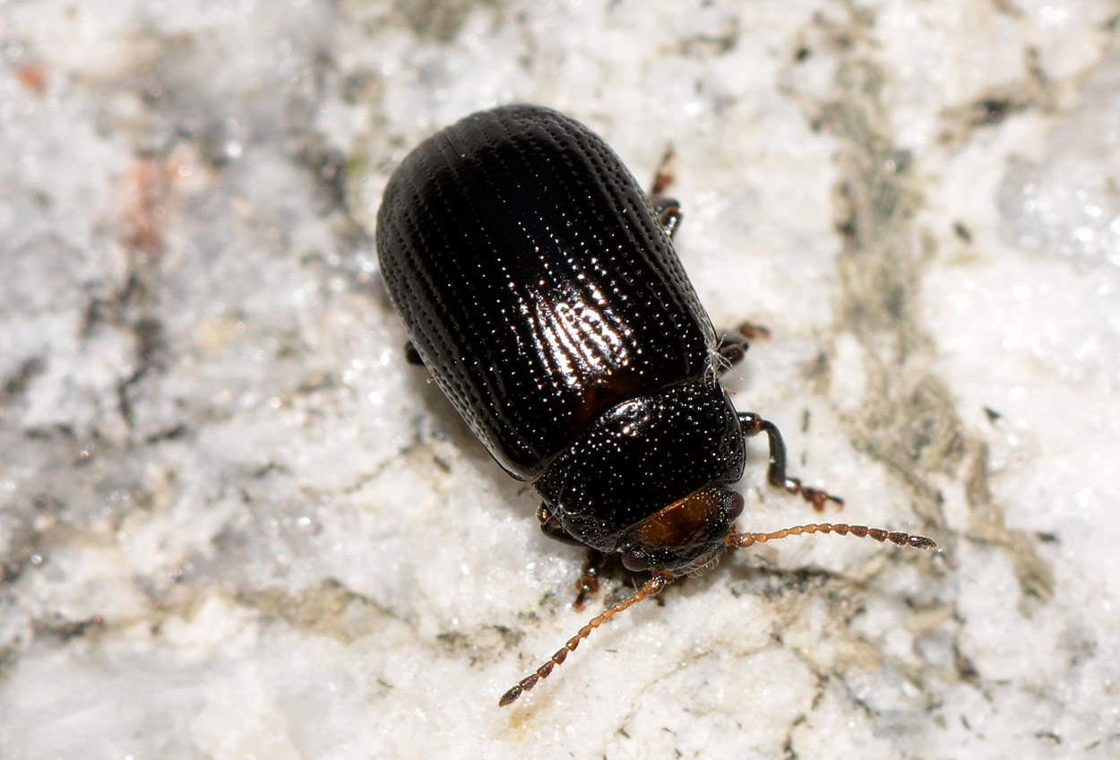Gonioctena cfr.quinquepunctata f.ma obscura, Chrysomelidae