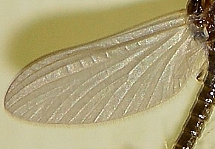 Serratella ignita (Ephemerellidae) di Bannio Anzino (VB)