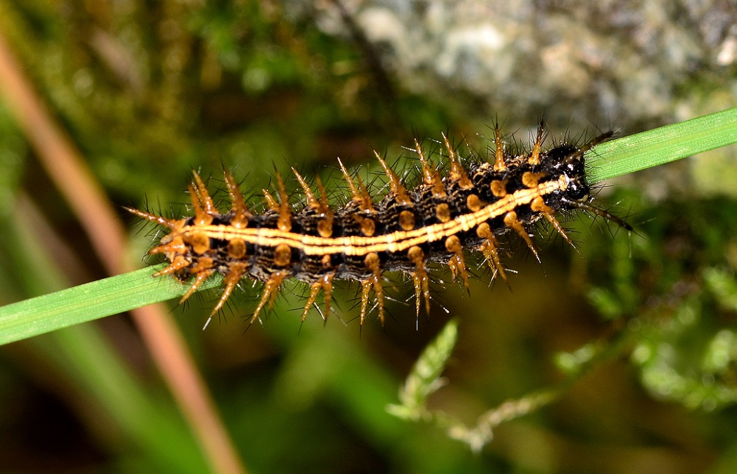 Strana larva - Argynnis (Argynnis) paphia
