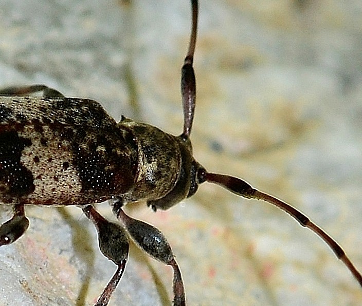 Cerambycidae: Leiopus  nebulosus nebulosus