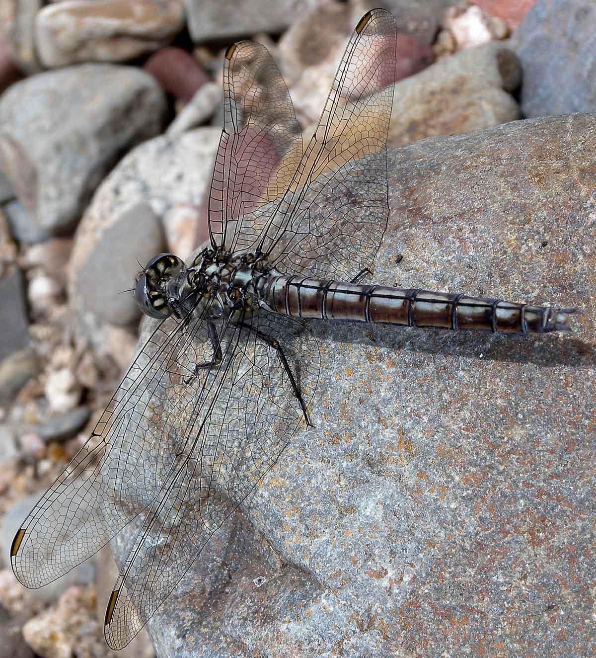 In Sardegna: Orthetrum brunneum cycnos