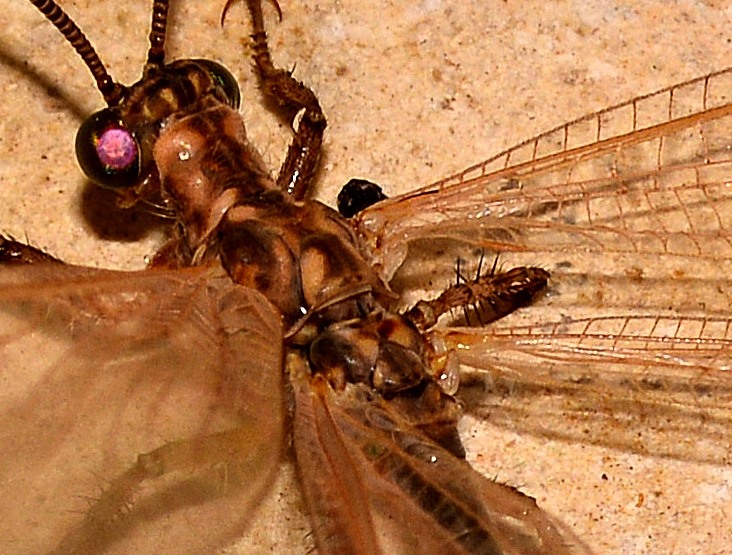 Myrmeleontidae scuro:  Creoleon lugdunensis,  femmina