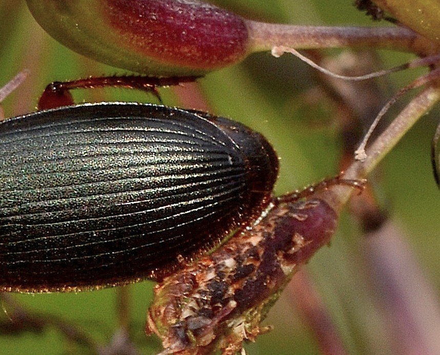 Carabidae: Ophonus laticollis