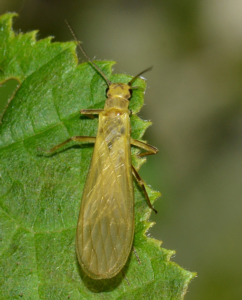 Isoperla carbonaria di Bannio Anzino (VB)