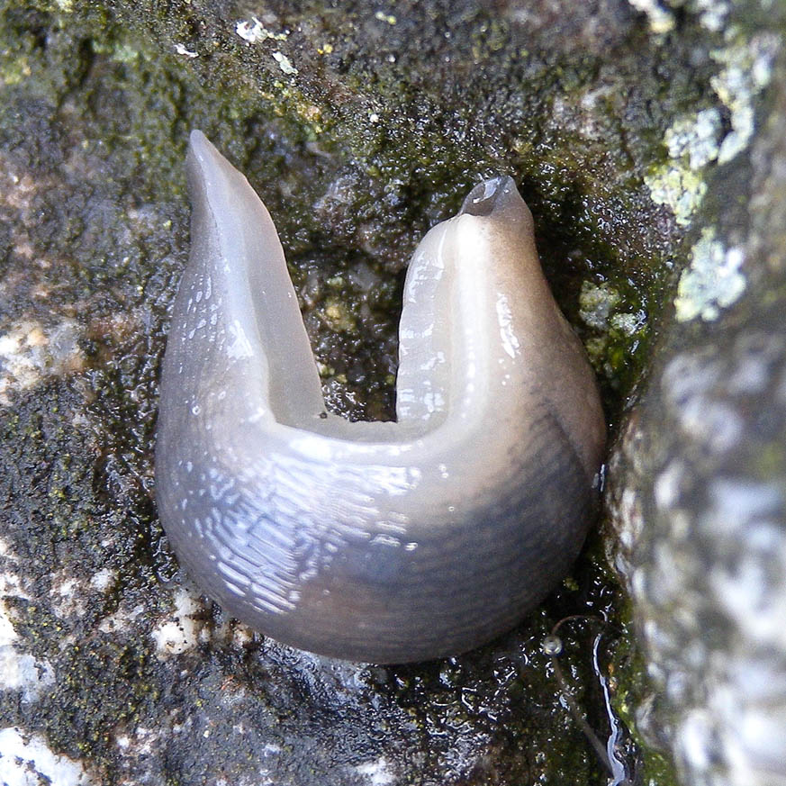 Limacidae da Bannio Anzino (VB)