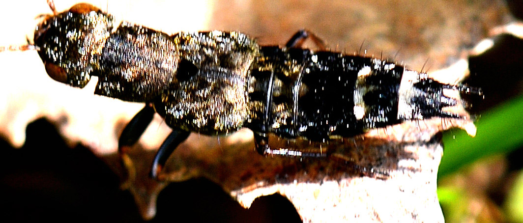 Ontholestes sp.