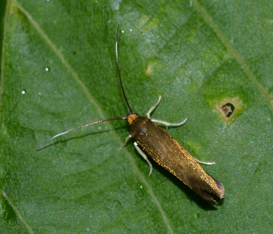 Roeslerstammiidae ? S: Roeslerstammia eklebella