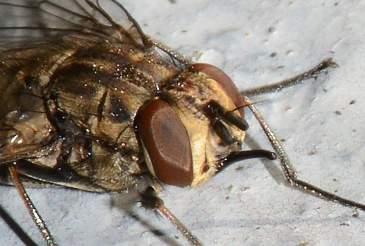 Muscidae