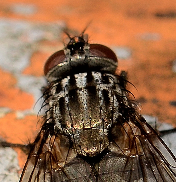 Dasyphora sp. (Muscidae)