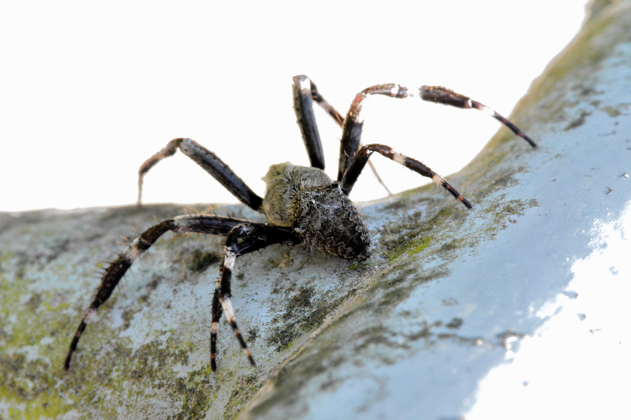 Maschio di Araneus cfr angulatus - Bannio Anzino (MI)