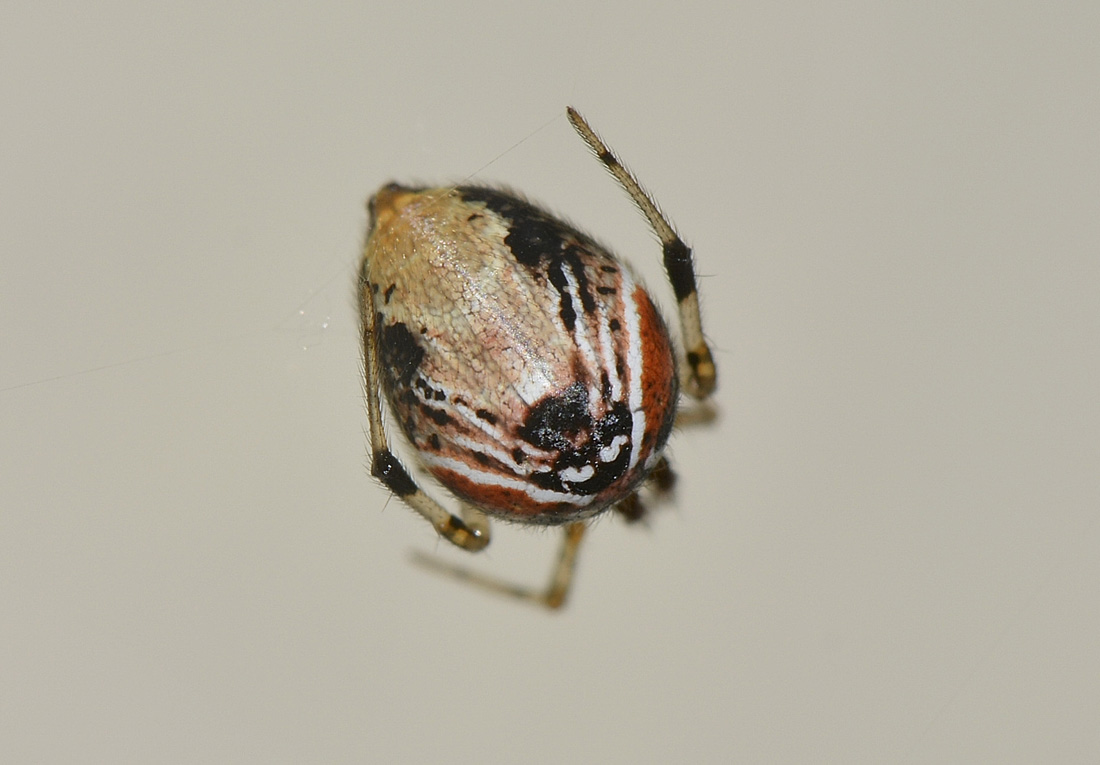 Parasteatoda lunata - Bannio Anzino (VB)