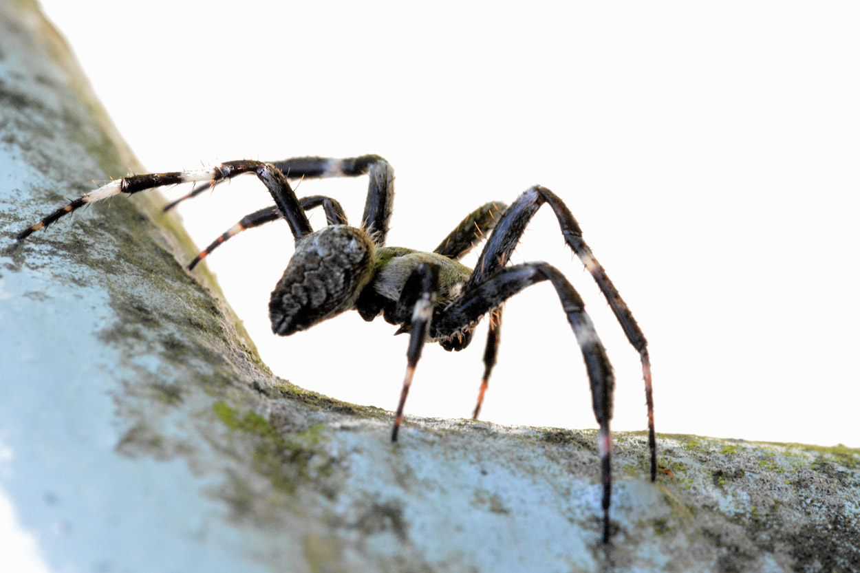 Maschio di Araneus cfr angulatus - Bannio Anzino (MI)