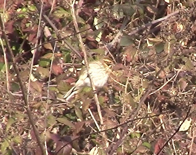 Migliarino di palude (Emberiza schoeniclus)