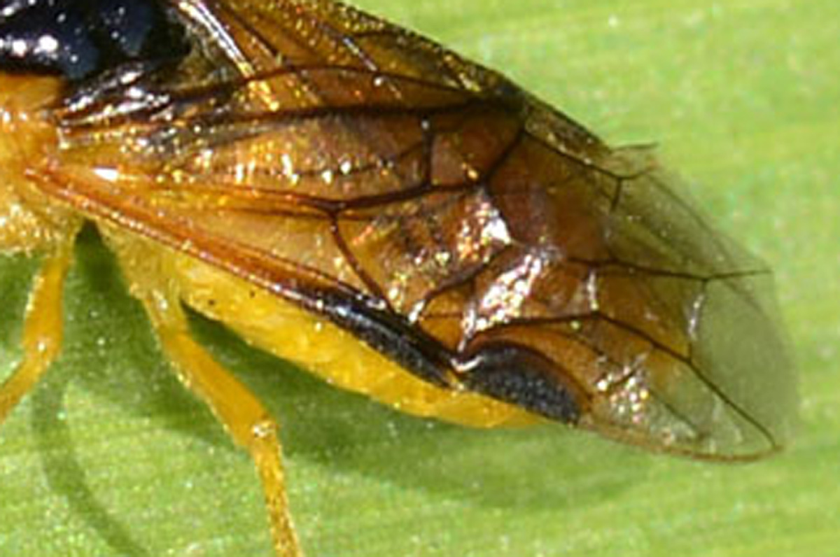Tenthredinidae