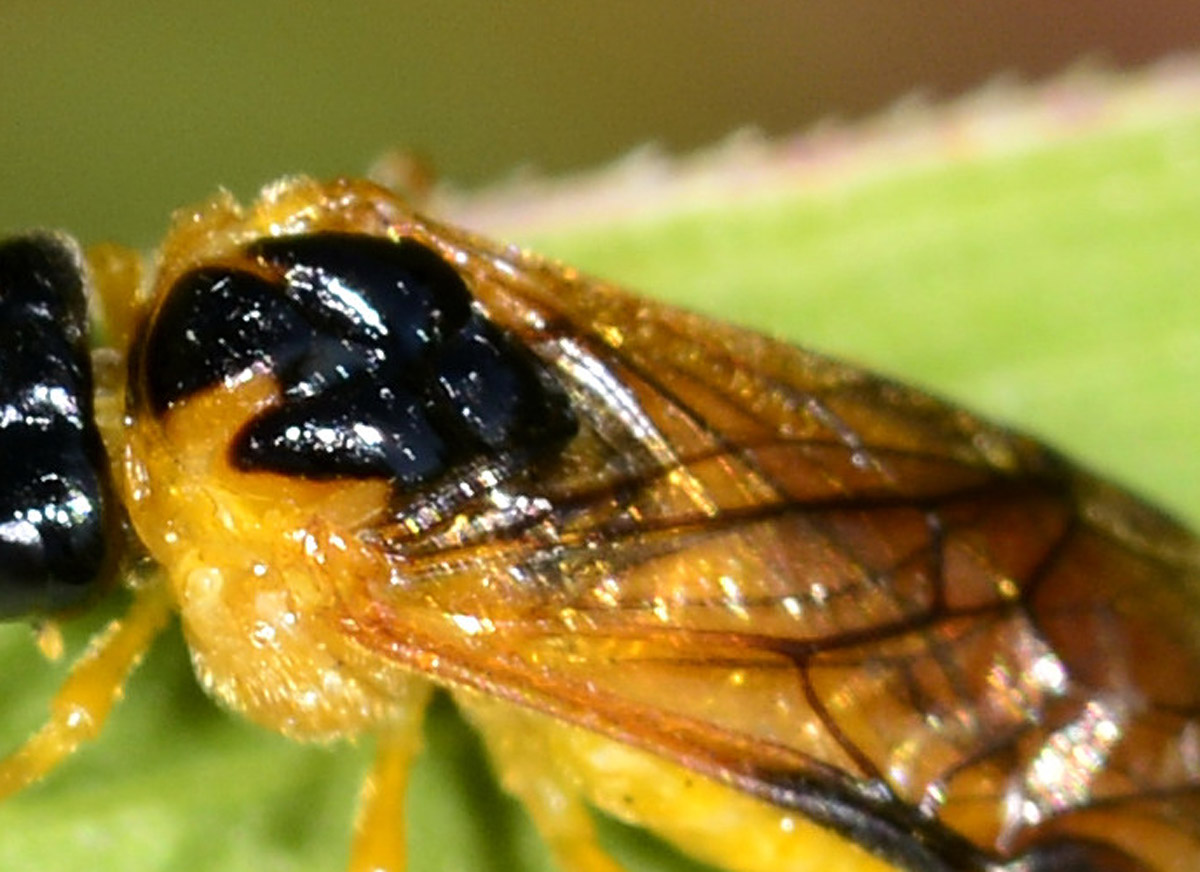 Tenthredinidae