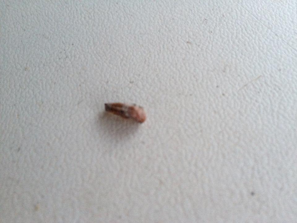 INSETTO NON IDENTIFICATO (onisco)