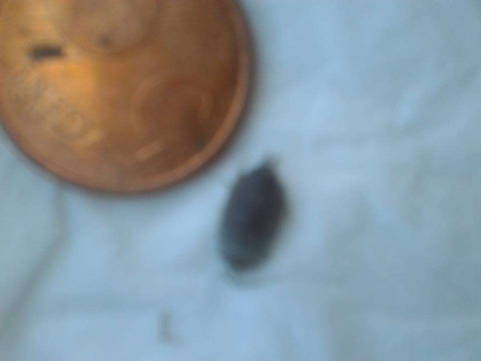 INSETTO NON IDENTIFICATO (onisco)