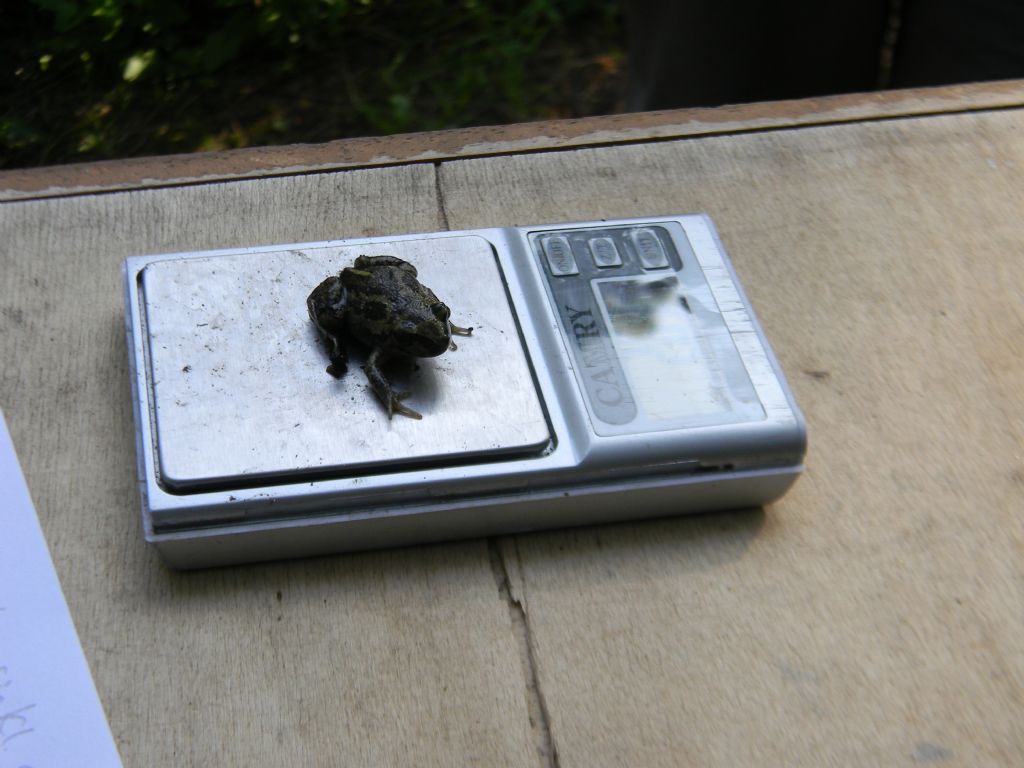 Optimus Pelobates fuscus