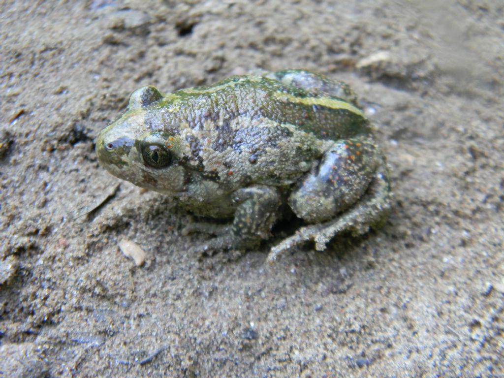 Optimus Pelobates fuscus
