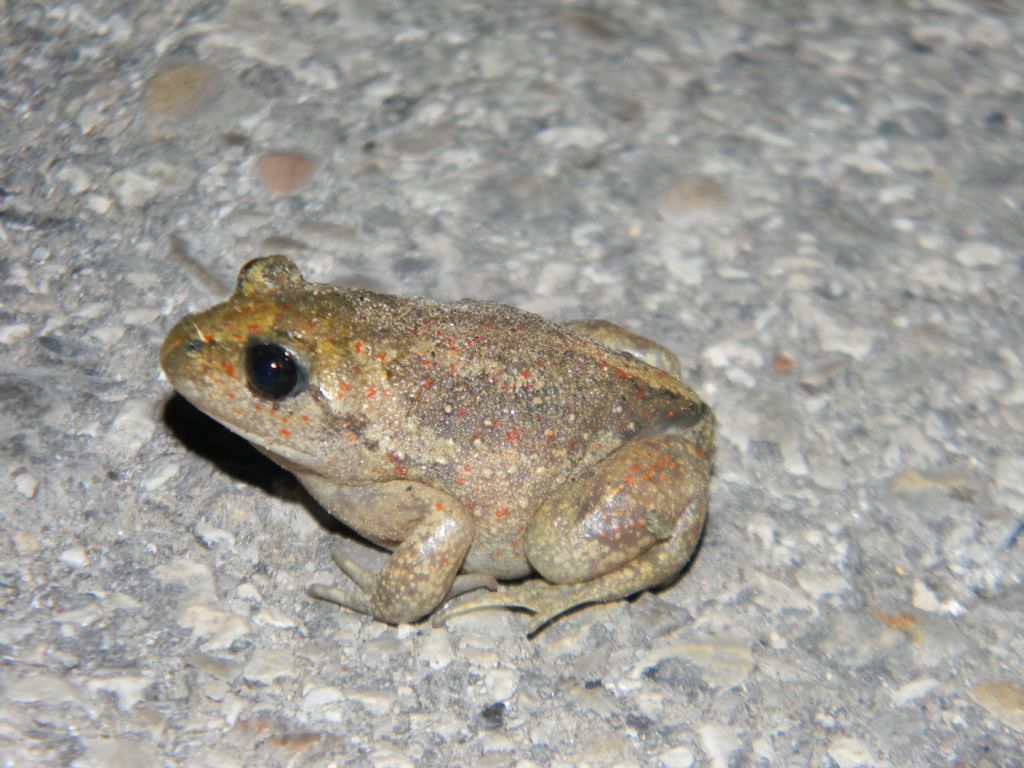 Optimus Pelobates fuscus