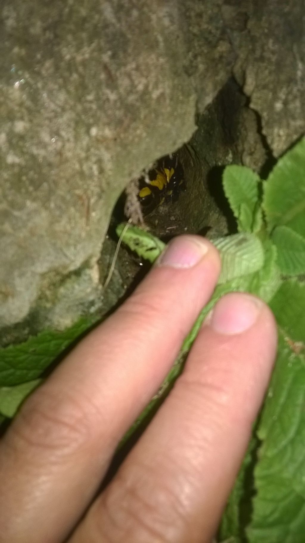 dietro la porta di foglie di primula