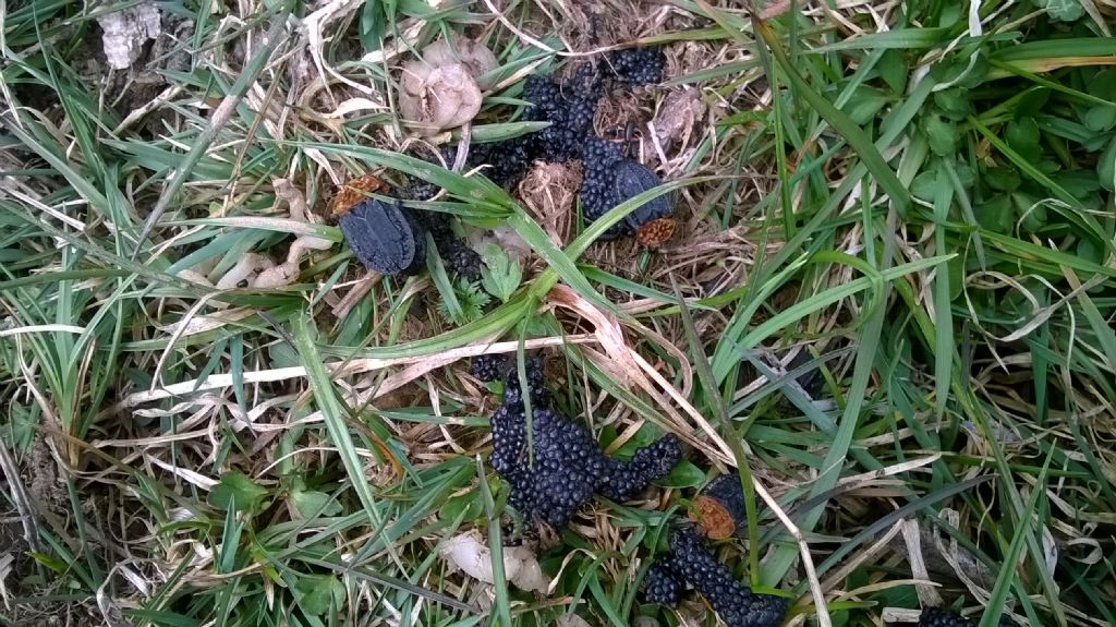 Necrofago su resti di rana predata: Oiceoptoma thoracicum