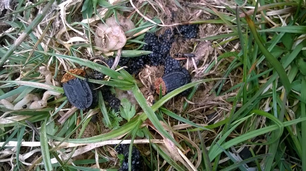 Necrofago su resti di rana predata: Oiceoptoma thoracicum