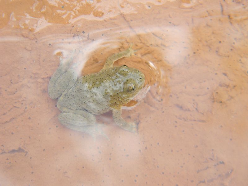 Giovane ululone appenninico
