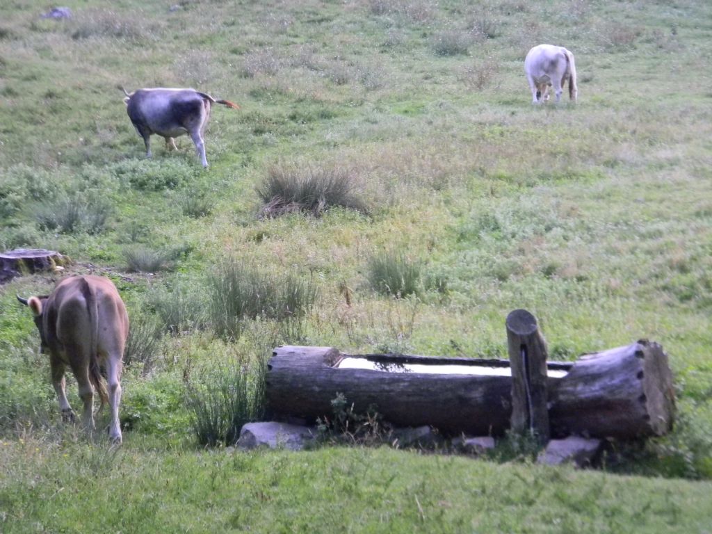 Seguendo le bovine...