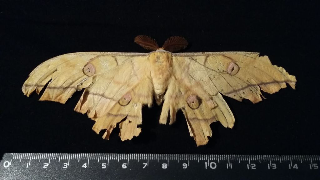 Grande falena da identificare -  Antheraea yamamai, Saturniidae