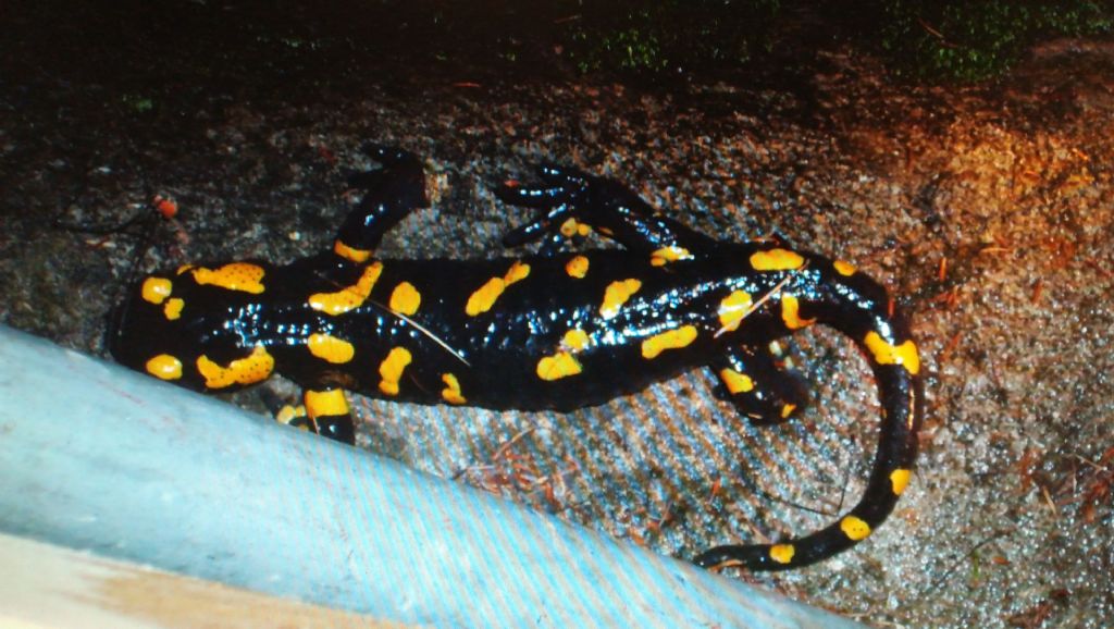 Salamandra pezzata 10 anni dopo